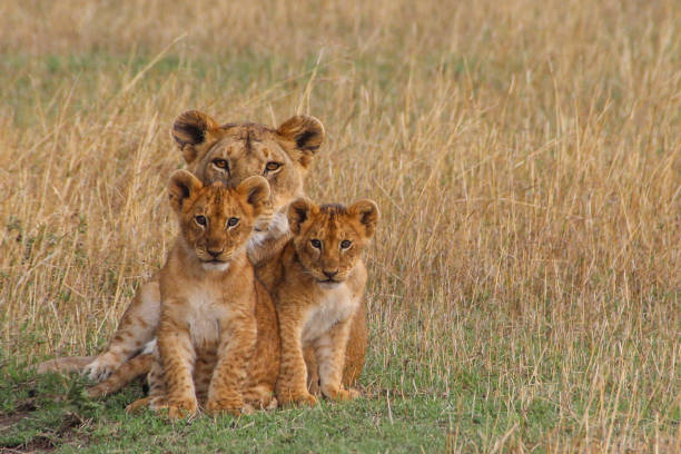 3 Days/2 Nights Budget Serengeti Safari